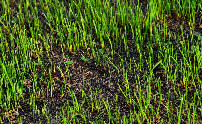 Spring Topsoil Installation